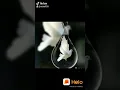 Birds Mating Sex Breeding Egg Laying