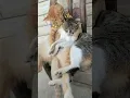 Download Lagu Is this a couple of cats? #cat #catvideos #shorts #kitten #kisscat #cutecat