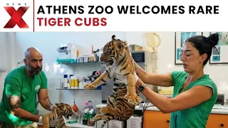 World News: Rare Sumatran Tiger Cubs Receive First Health Checks At Athens Zoo | NewsX