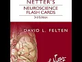 Netter s Neuroscience Flash Cards