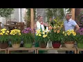 Download Lagu Cottage Farms 10-piece Premium Perpetuals Daylilies on QVC