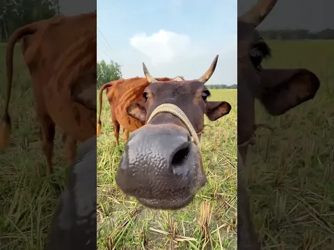 গরু শক্তি পরীক্ষা🤣 #funny#Comedy#Shorts#funny