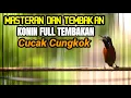 Download Lagu MASTERAN KOLIBRI NINJA GACOR FULL TEMBAKAN MATERI MEWAH TAJAM NYARING JERNIH
