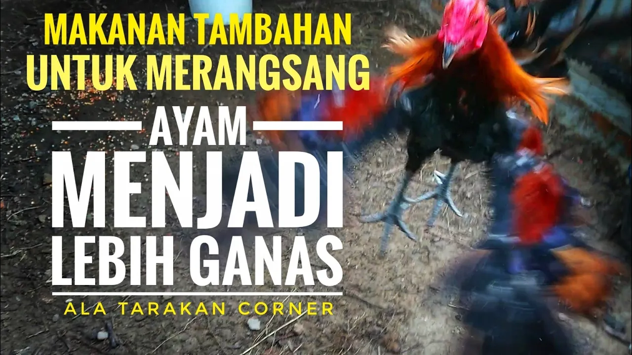 Ciri Ciri Indukan Ayam Betina Yang Bagus || Perbedaan Babon Cetak & Babon Unggul