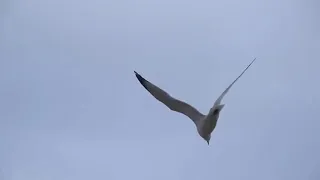 اغنيه امتى احمد شيبه واوكا واورتيجا  اغنيه امتى احمد شيبه واوكا واورتيجا