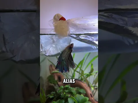 Memberi Ucup Si Cupang Teman 🐟🐠