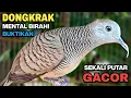 Lagu Perkutut Lokal Gacor Suara Besar Pancingan Burung Perkutut Agar Cepat Bunyi.