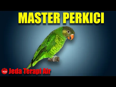 Download MP3 MASTER PERKICI Jeda Terapi Air AMPUH