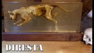 Mummified Cat  Preserved in Epoxy!