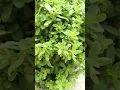 Download Lagu big flower plant🕊️#viral #flowers