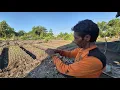 Download Lagu PAK SUDIWANI PERLUAS TANAMAN DAUN BAWANG, ANTISIPASI SERANGAN HAMA \u0026 BANJIR; CERITA RANTAU KALTARA