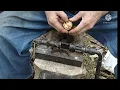 Black Walnut Cracking