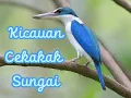 Download Lagu Suara Kicauan Cekakak Sungai Asli di Alam Liar