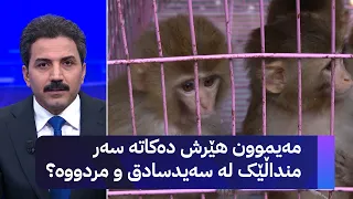 مەیموون هێرش دەکاتە سەر منداڵێک لە سەیدسادق و مردووە 