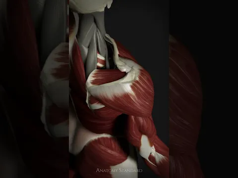 Circumduction & Rotator Cuff Firing Order #rotatorcuff #shoulderbiomechanics #anatomystandard