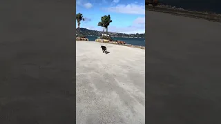 #fyp #dream #doberman #pets #vlog