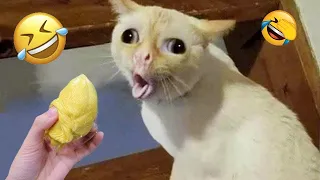 🐱 Funny cat and dog videos | Try not to laugh | Cute kittens #2🐈