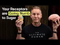 Prefrontal Cortex The Truth About Why Willpower Fails on Sugar TUH
