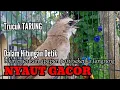 Download Lagu trucukan gacor TARUNG ROPEL buat pancingan trucukan biar bunyi jadikan burung trucuk GACOR