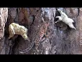 Download Lagu Incredible Fight! Mountain Goat Tossing Snow Leopard Fall Down From Cliff To Escape Mountain