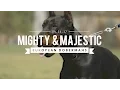 THE EUROPEAN DOBERMAN PINSCHER MIGHTY MAJESTIC