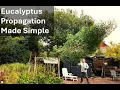 The Complete Guide to Growing Eucalyptus Shrubs and Trees from Cuttings