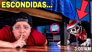 EL GATO CON SOMBRERO NOS TORTURA... JUGAMOS A LAS ESCONDIDAS CON EL GATO con SOMBRERO 😱 | Patho