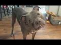 Talking Pitbull Has Full Argument With His Owner Dogs Talking Back Is Hilarious