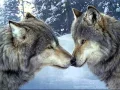 Download Lagu Canto del lobo - Nahuatl