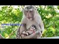 Download Lagu Absolutely Perfect Friendship...Adoring Jonas Monkey Often Rests \u0026 Sleeps In someone's Hand Sweetly