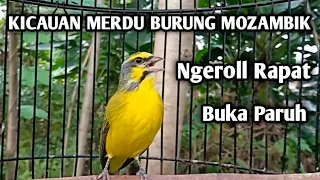 Download Kicauan Merdu Burung Mozambik Gacor - Nembak Ngerol Buka Paruh #mozambik MP3