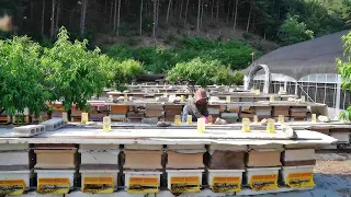 Download Process of producing 100% real natural honey - Korean Real Bee-Farm MP3