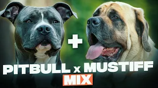 Pitbull Mastiff Mix - Everything You Need To Know About This Mastiff Mix
