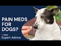 Can I Give My Dog Aspirin Are Human Pain Meds Safe for Dogs