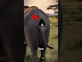 Download Lagu Suara Burung Ini Sangat Mengerikan, Anda Akan Menyesal Mendengarkannya…” 😵‍💫😱