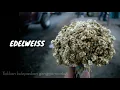 Download Lagu FIERSA BESARI ft. VICA \\\\ Edelweiss [lirik video]