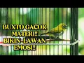 Lagu PANCINGAN PLECI DI SORE HARI‼️PANCINGAN PLECI MALAS BUNYI🔥PLECI BAHAN