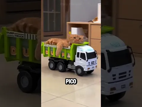 Este gato camionero sabe de todo… menos frenar 😂🚛 #youtubeshorts