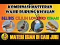 Download Lagu MASTER BURUNG MEWAH PALING DICARI!!! CILILIN BELIBIS LOVEBIRD KENARI