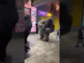 Download Lagu Các con vật kì lạ trên tiktok🤣 - phần 1 | Tiktok Newday