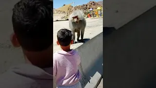 أنتبهـوا لـ أطفالكم هذه القـرود خطيـرة 