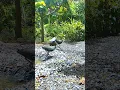 Download Lagu 🐧white breasted waterhen bird sound 🦢 !!!!!