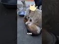 Download Lagu King Charles, Alpha dari Para Anjing #shorts #shortvideo #animals