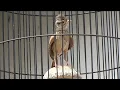 Download Lagu pancingan burung branjangan yang bisa plong langsung di jamin nyauttttt||dunia burung indo