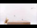 The Arby s Guy Quits