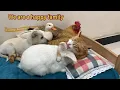 Under the leadership of the cat, the puppy, duck, hen and rabbit became good friends! A happy family