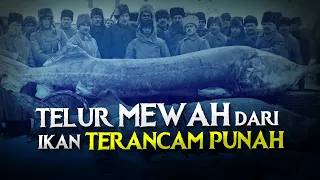 Sajian Mewah dari Ikan Prasejarah #AlamSemenit