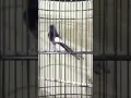 Download Lagu burung murai batu, suara gacor, cari lawan