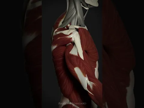 Shoulder Mechanics: Flexion and Extension #anatomystandard #shoulderanatomy #shoulderflexion