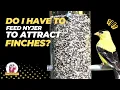 Is Nyjer Seed REALLY Worth It for Attracting Finches